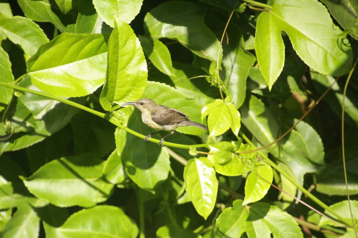 アルダブラタイヨウチョウ - ML611458186