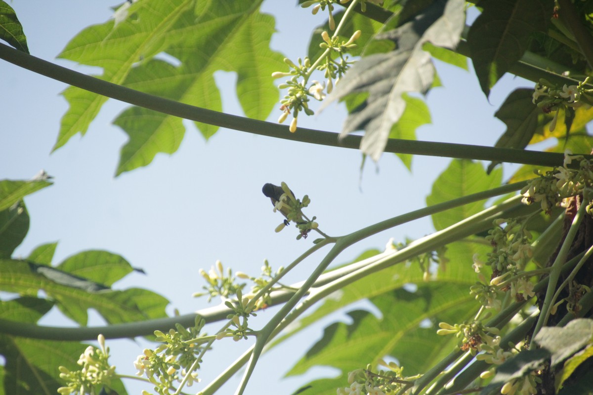 アルダブラタイヨウチョウ - ML611458187