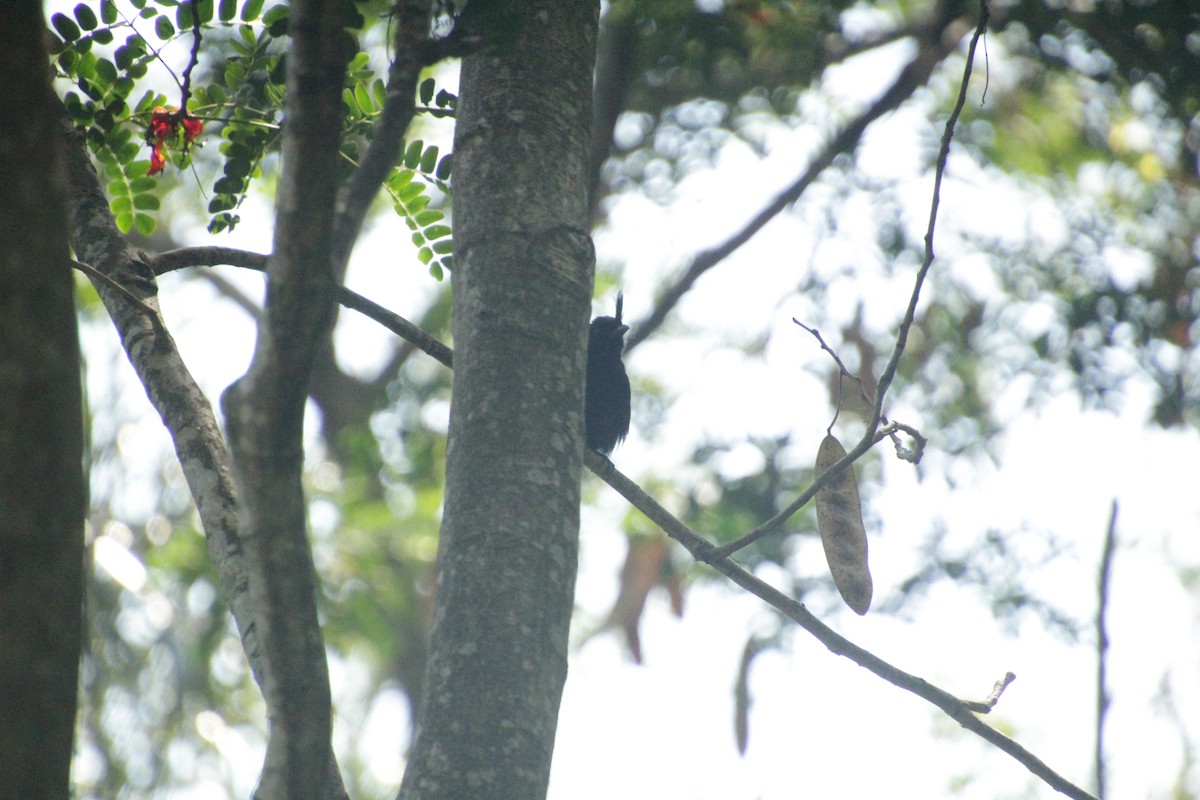 マダガスカルオウチュウ - ML611458192