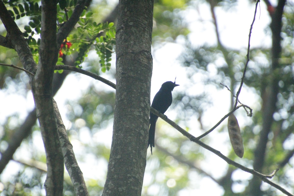 Crested Drongo - ML611458195