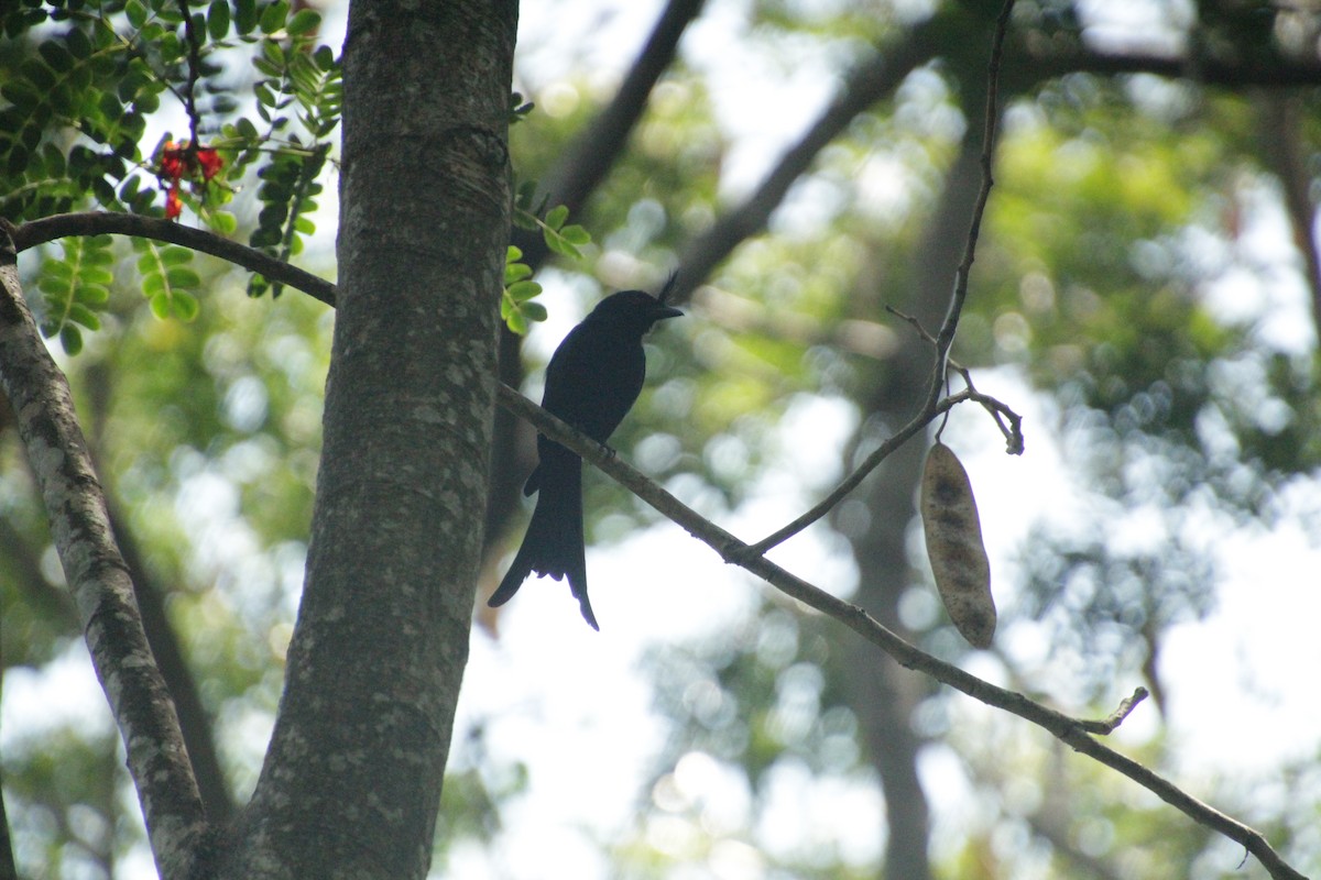 Crested Drongo - ML611458197