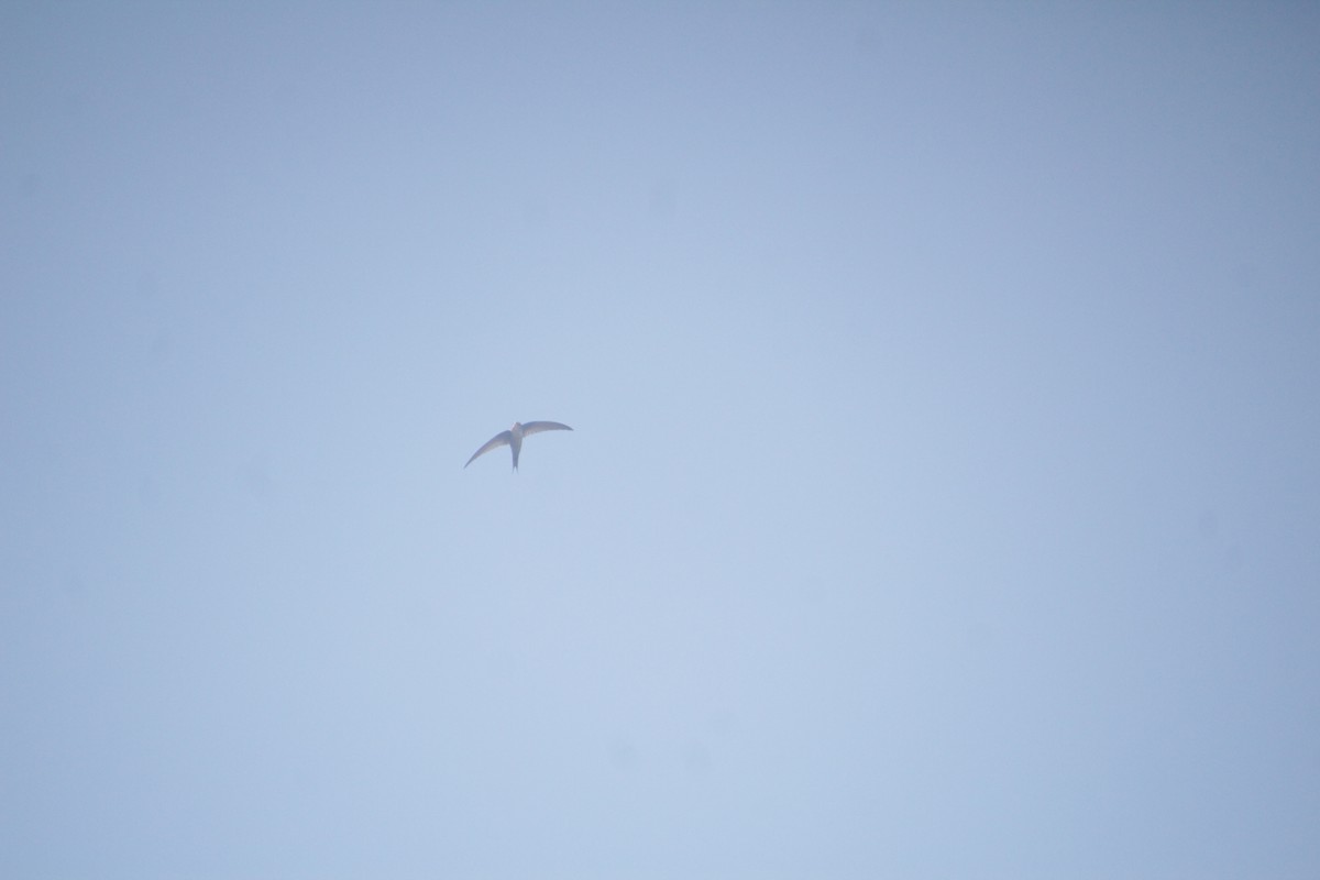 gasserpalmeseiler - ML611458201