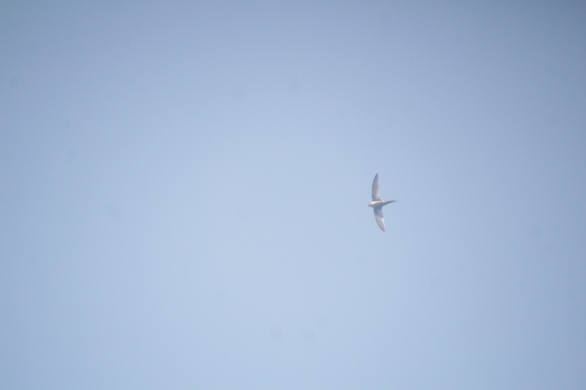 gasserpalmeseiler - ML611458202