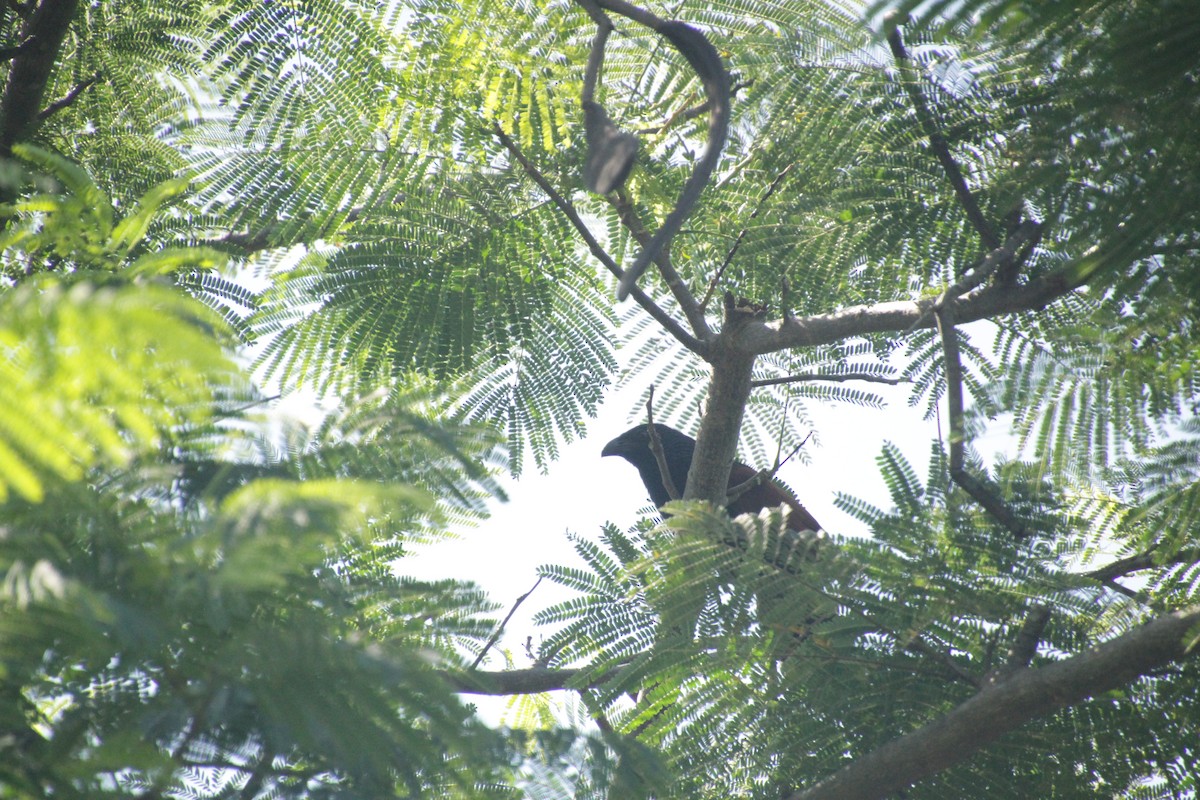 アフリカバンケン - ML611458203