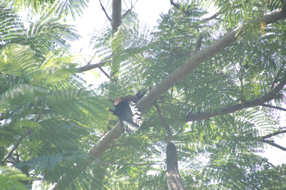 Malagasy Coucal - ML611458206