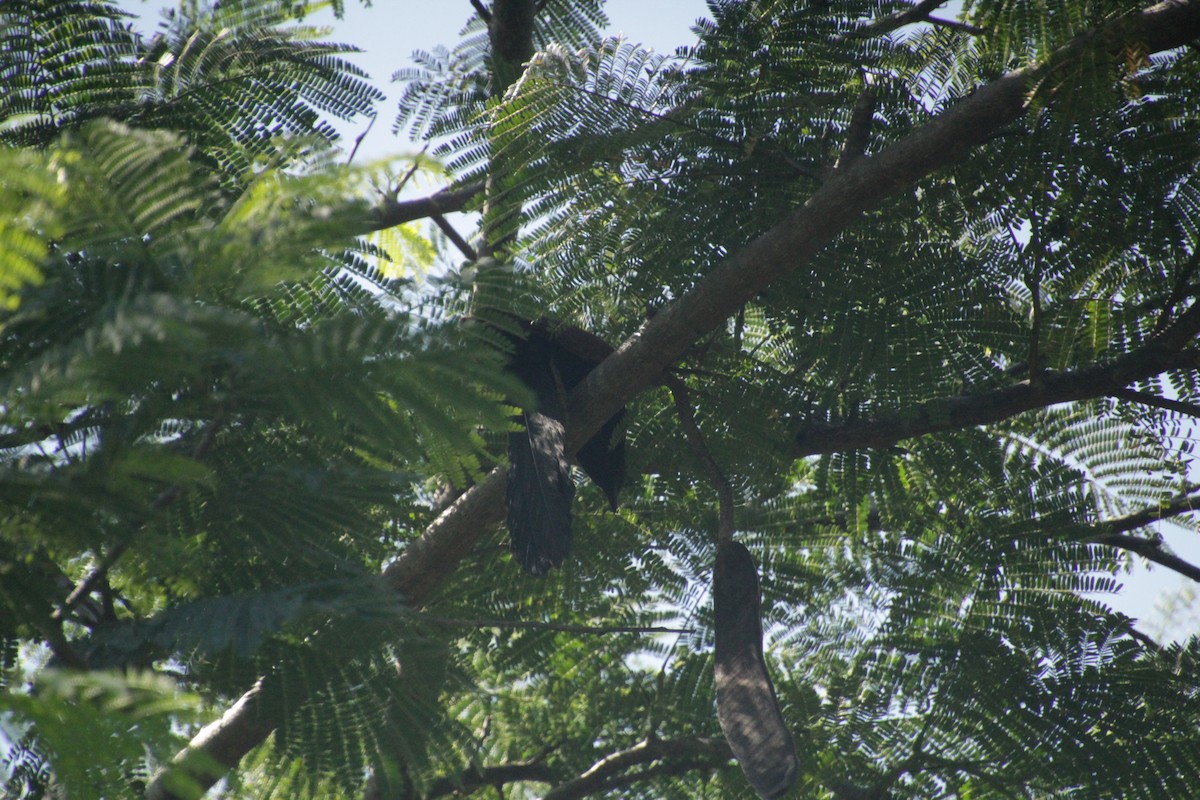 アフリカバンケン - ML611458207