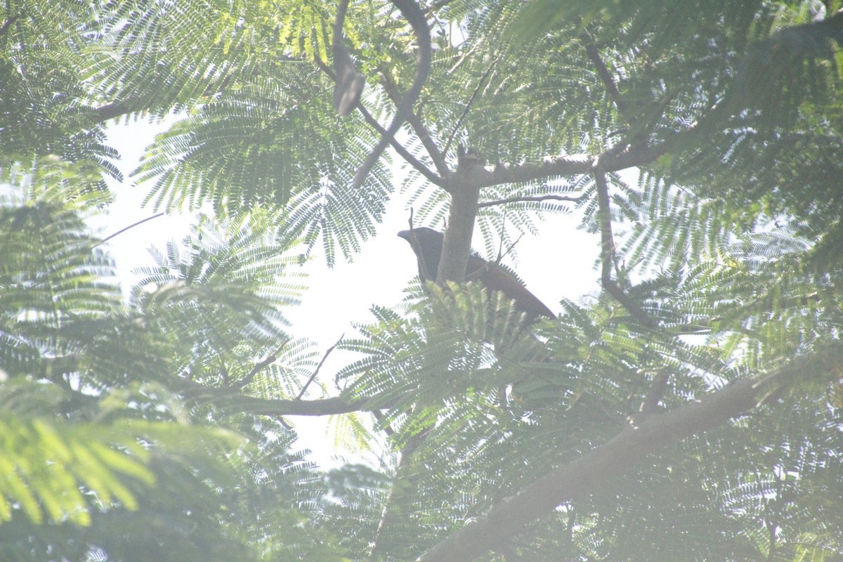 アフリカバンケン - ML611458208