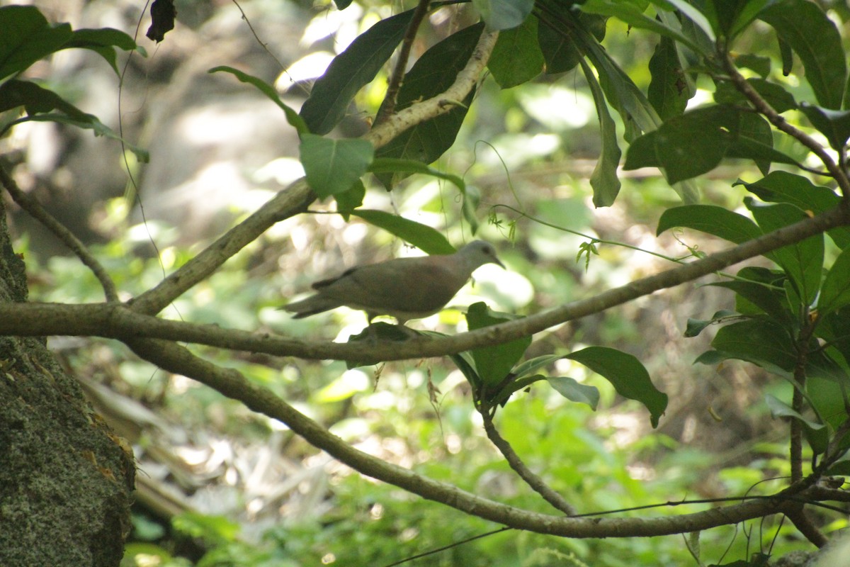Мадагаскарский голубь - ML611458209