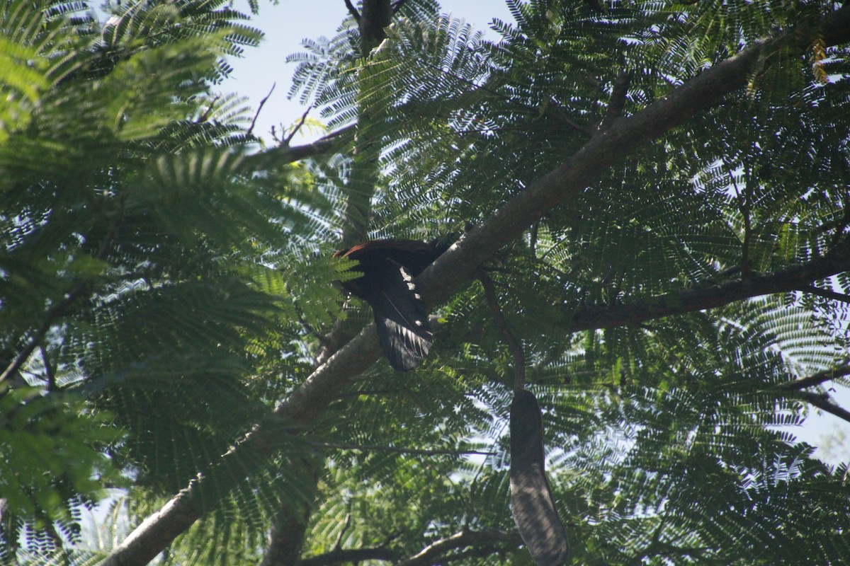 Malagasy Coucal - ML611458210