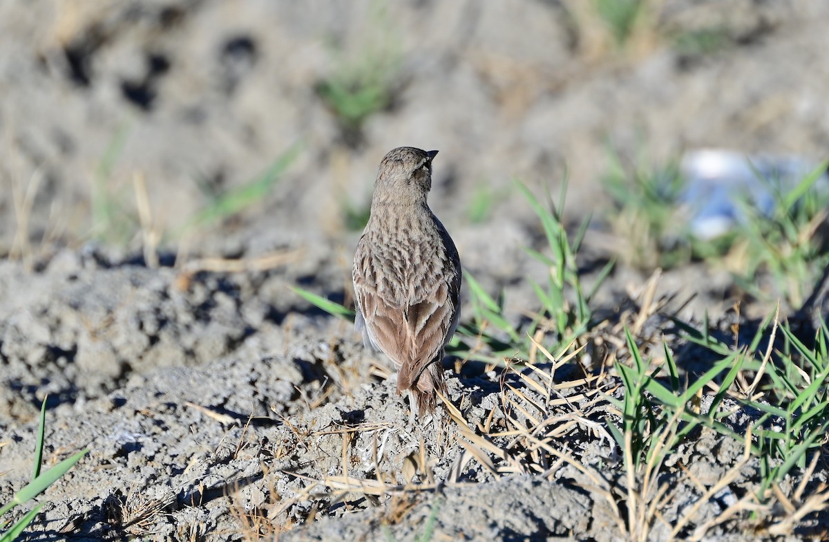 Hume's Lark - ML611458268