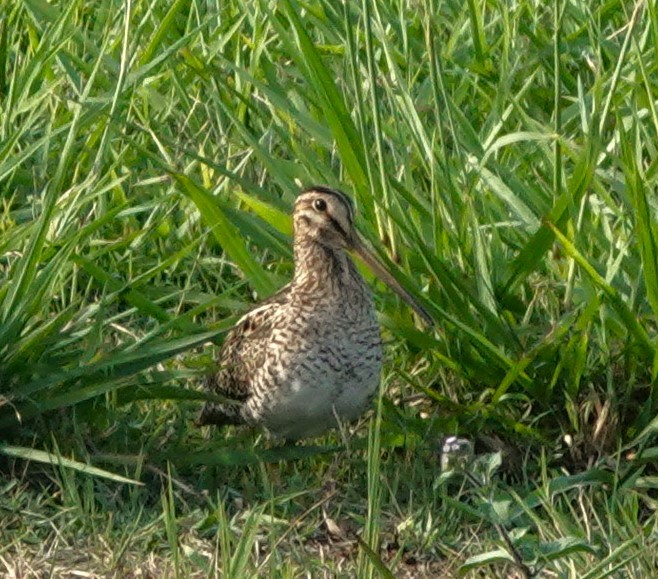 Latham's Snipe - ML611458287