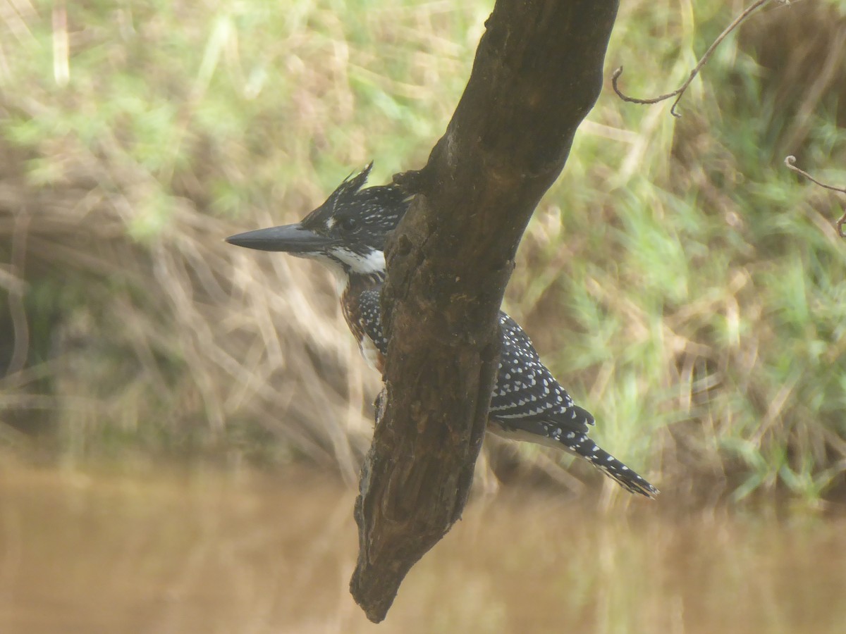 Giant Kingfisher - Ben Costamagna