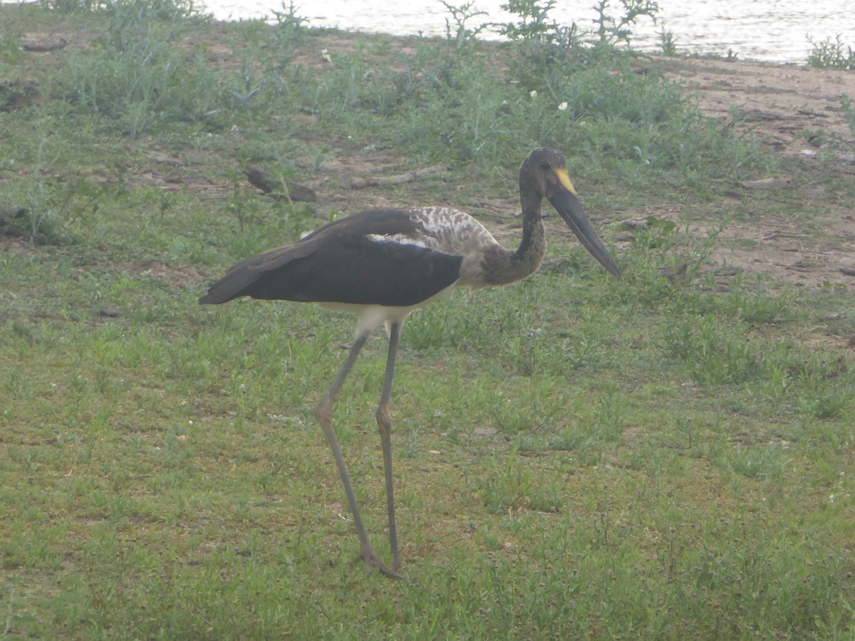 Saddle-billed Stork - Ben Costamagna