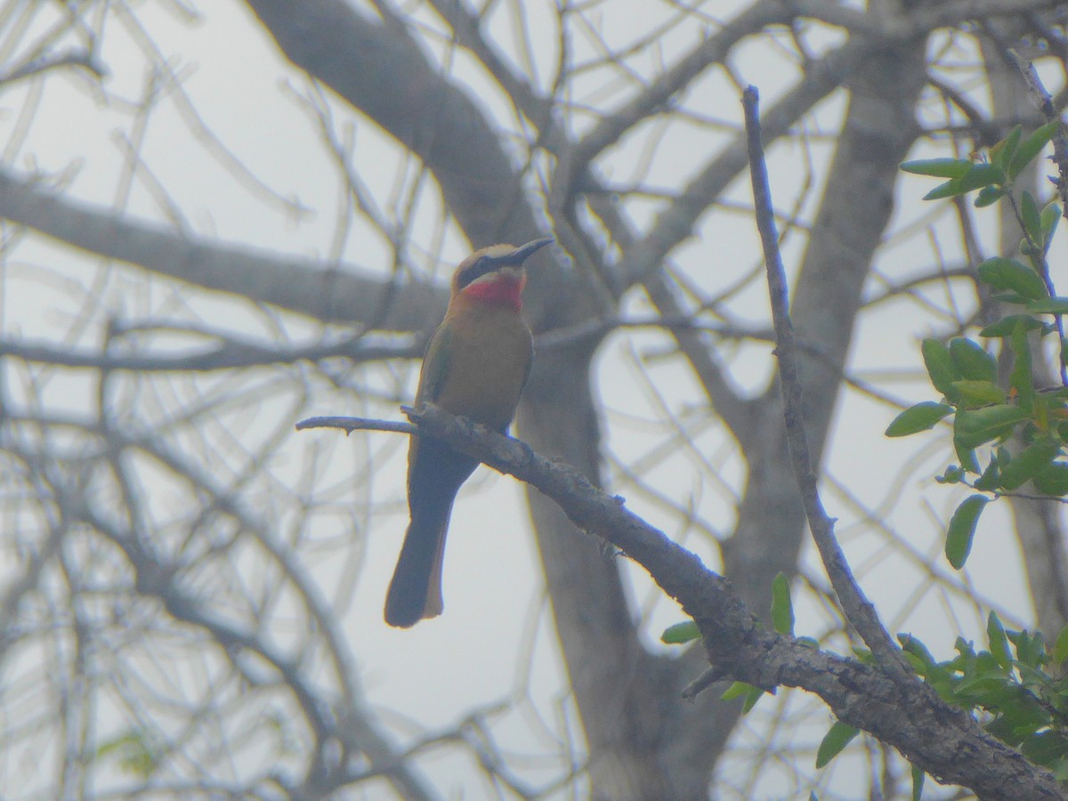 White-fronted Bee-eater - Ben Costamagna