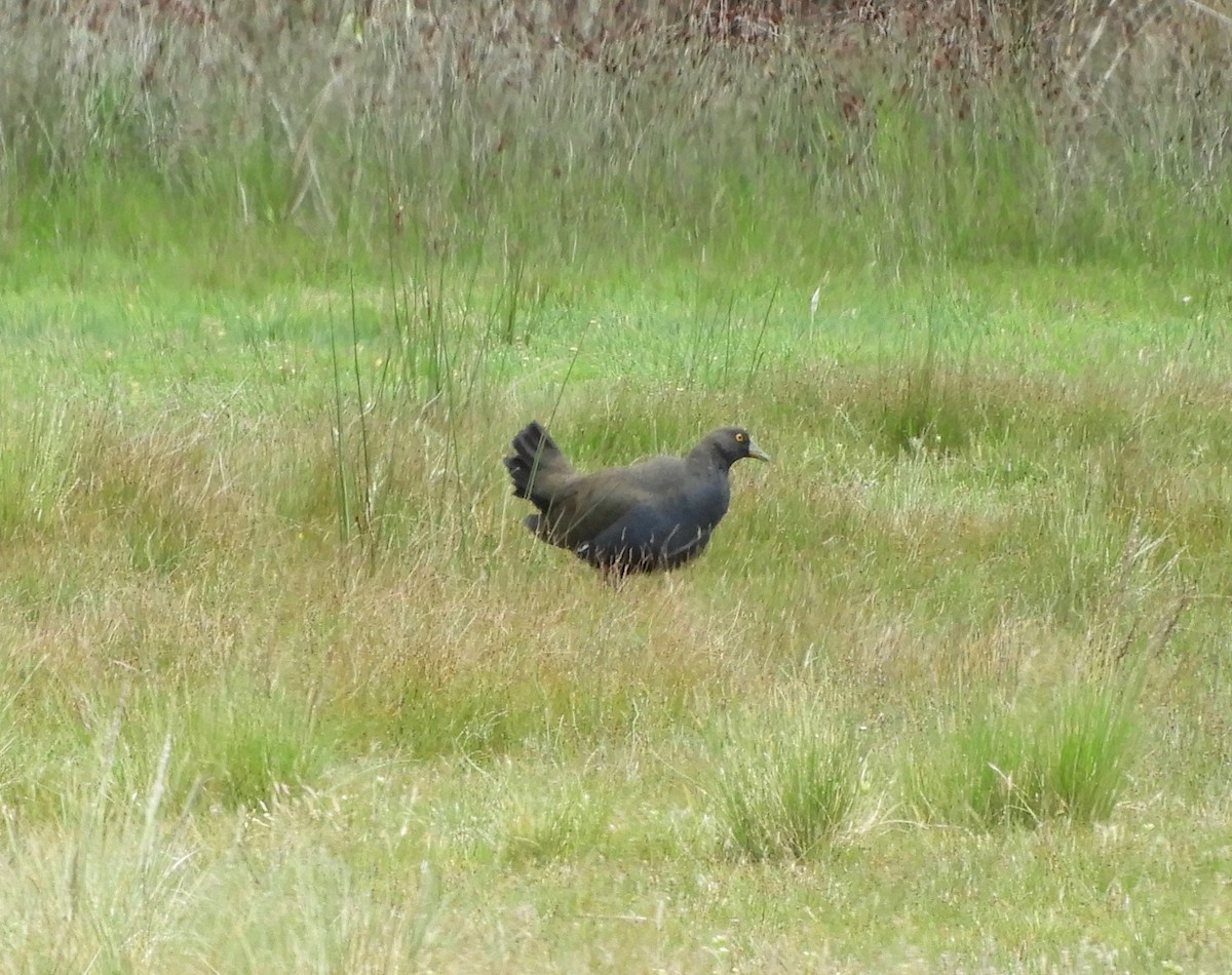 Rotfuß-Teichhuhn - ML611458606