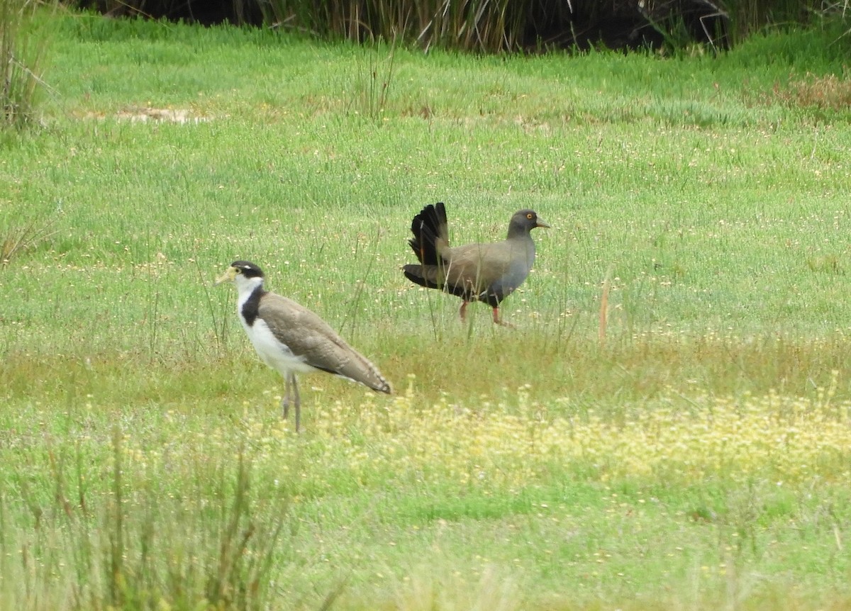 Rotfuß-Teichhuhn - ML611458607