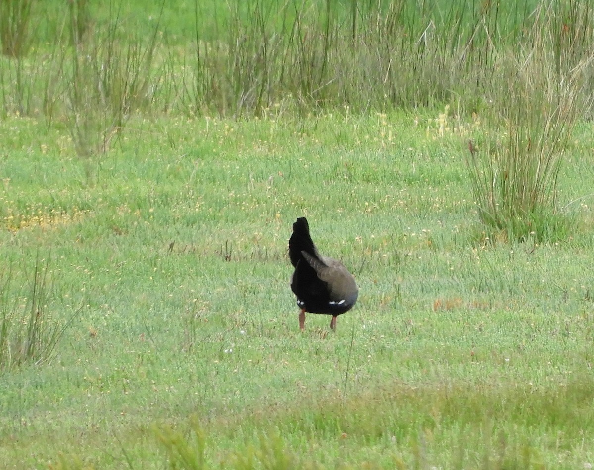 Rotfuß-Teichhuhn - ML611458608