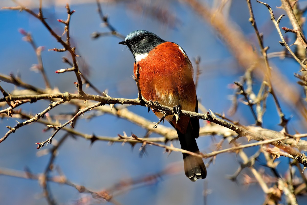 White-throated Redstart - ML611458644