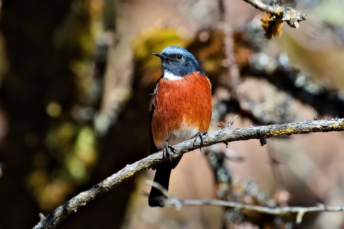 White-throated Redstart - ML611458645