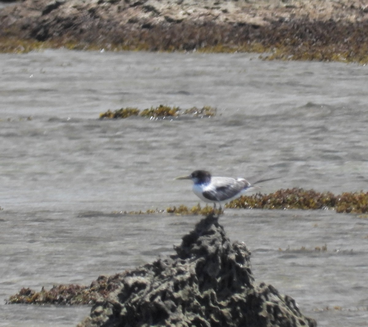 Great Crested Tern - Bryan Baker