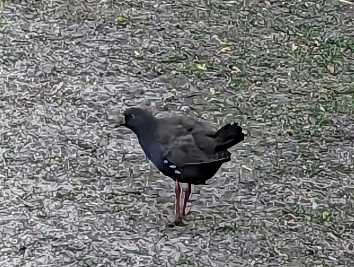 Black-tailed Nativehen - Michael Honeyman