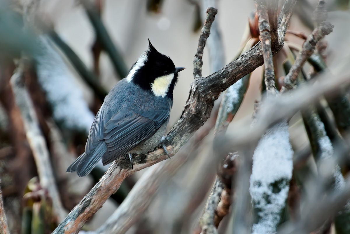 Rufous-vented Tit - ML611458699