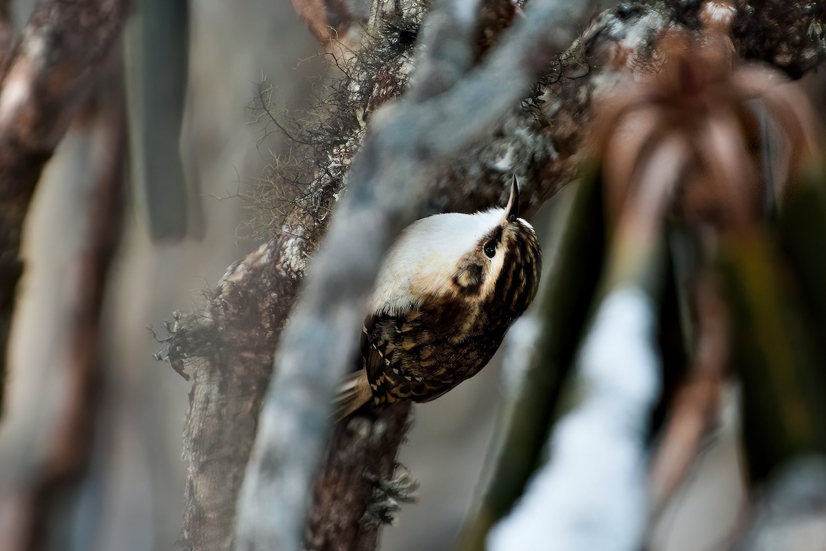 Hodgson's Treecreeper - ML611458702