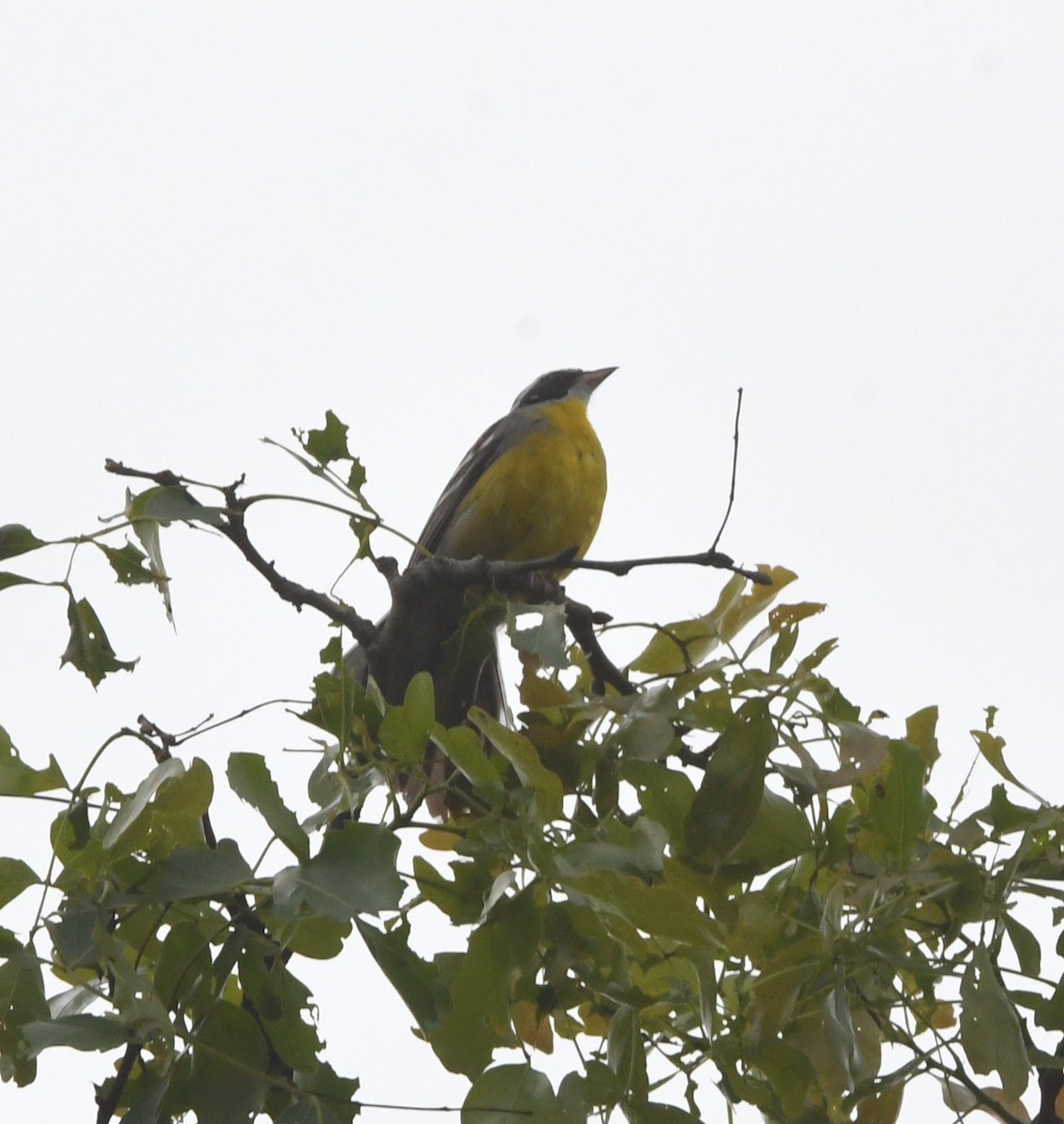 Cabanis's Bunting - ML611458716