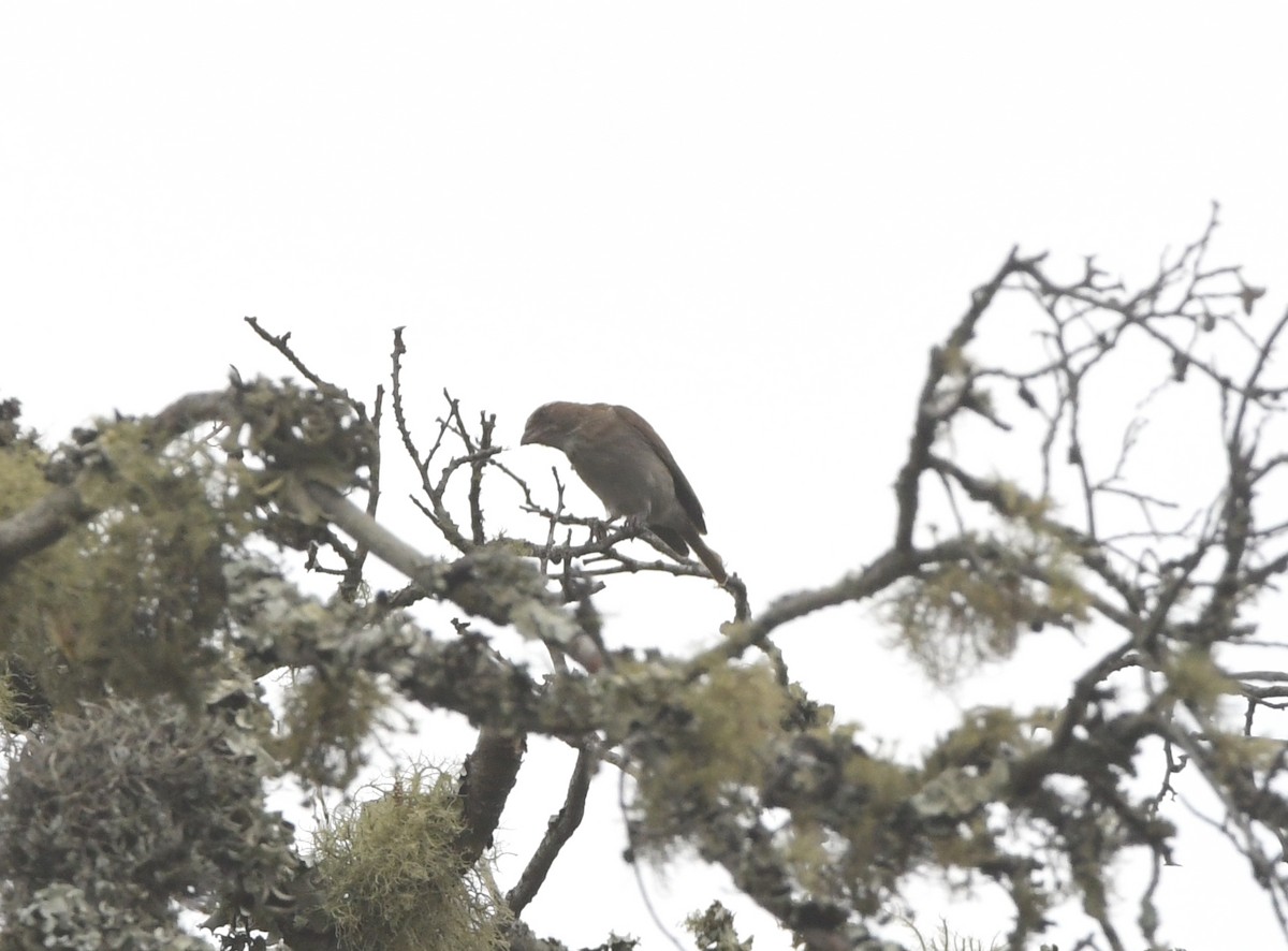 Reichard's Seedeater (Reichard's) - Gabriel Jamie