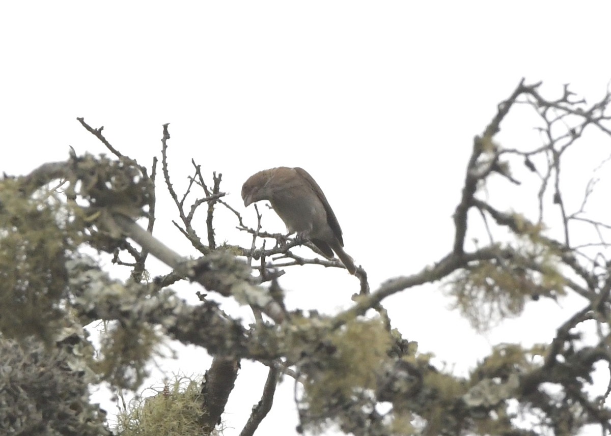 Reichard's Seedeater (Reichard's) - Gabriel Jamie