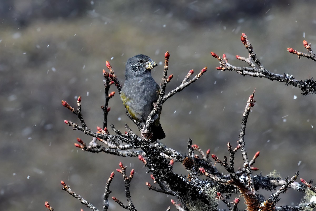 White-winged Grosbeak - ML611458730