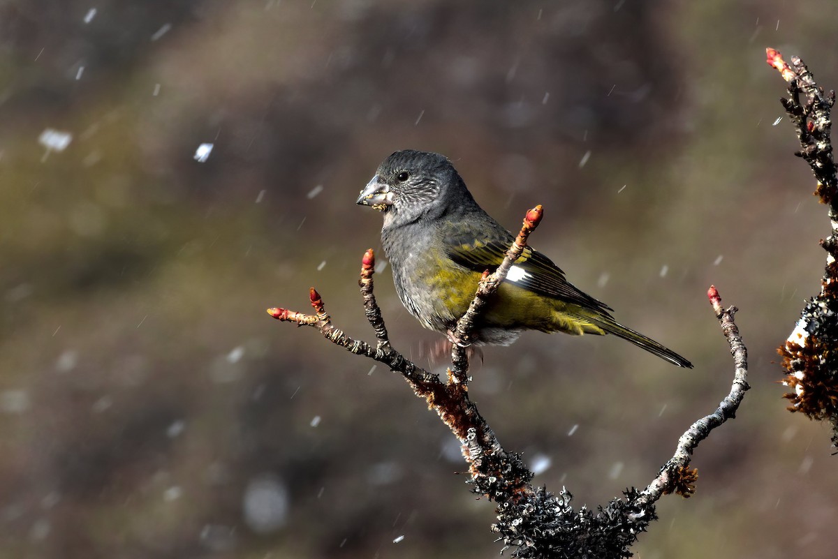 White-winged Grosbeak - ML611458731