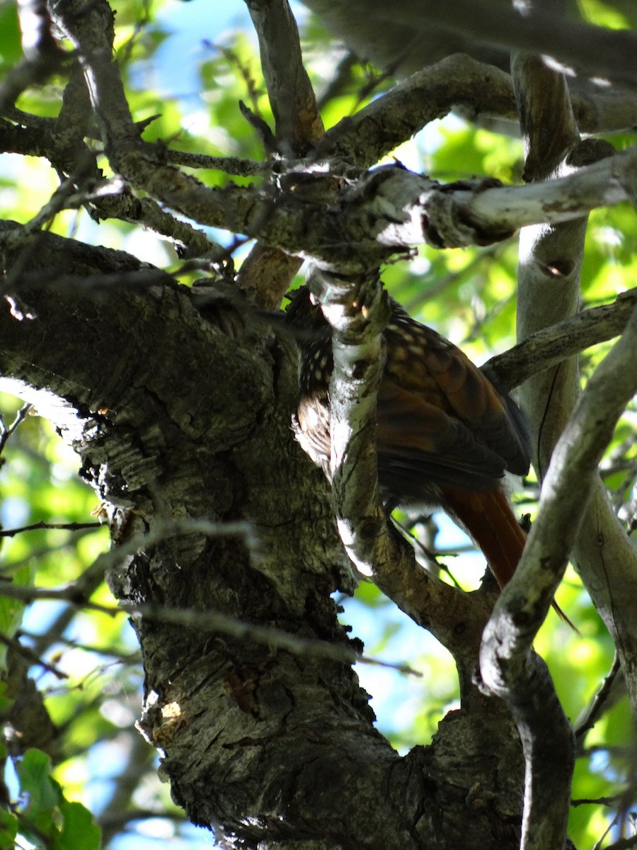 White-throated Treerunner - ML611458753