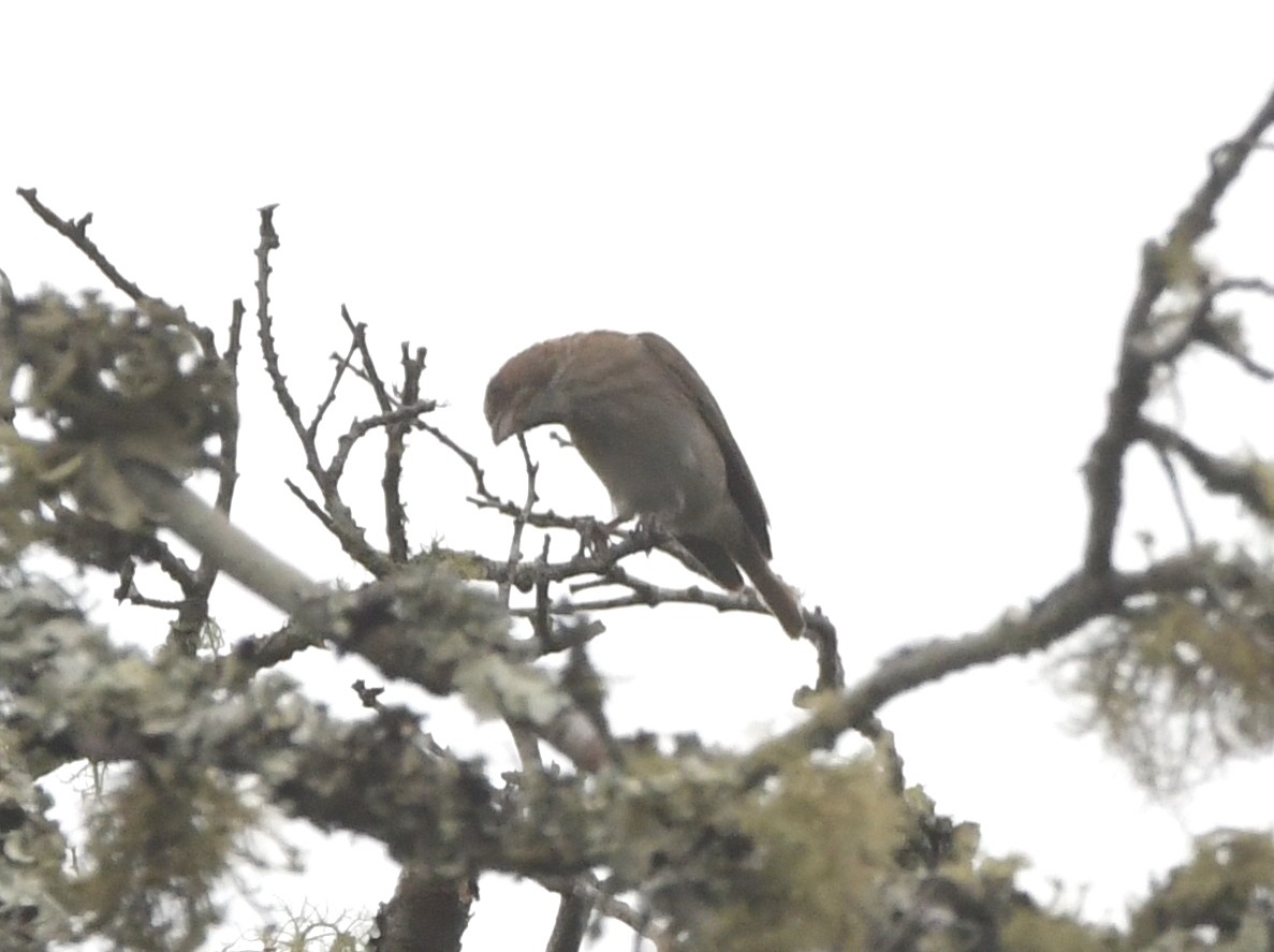 Reichard's Seedeater (Reichard's) - Gabriel Jamie