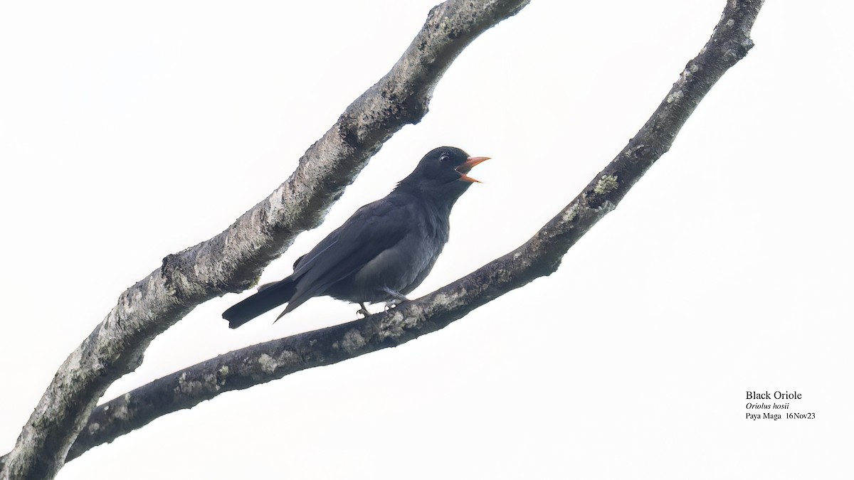 Black Oriole - ML611458791