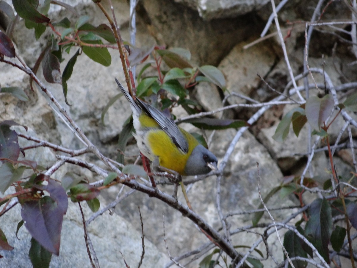 Gray-hooded Sierra Finch - Michaela & Klemens Wernisch