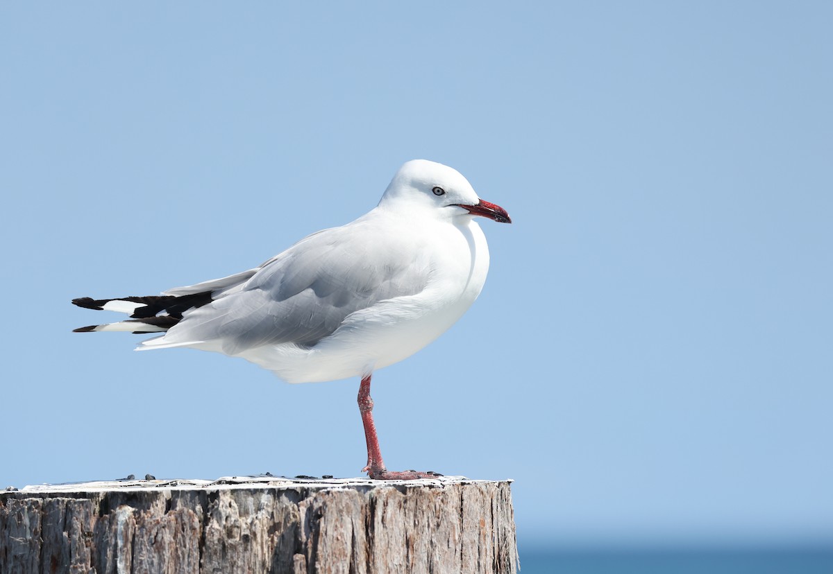 Silver Gull - ML611458854