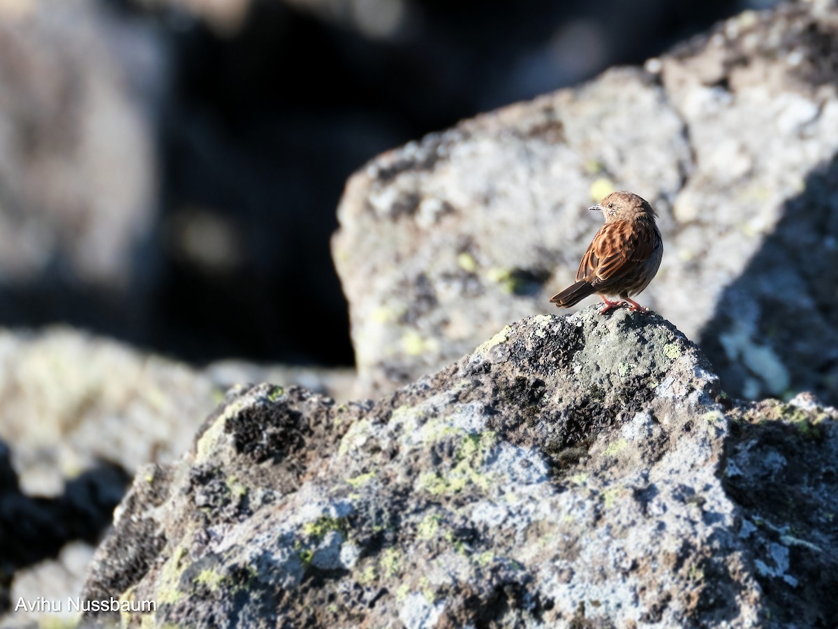 Japanese Accentor - ML611458871