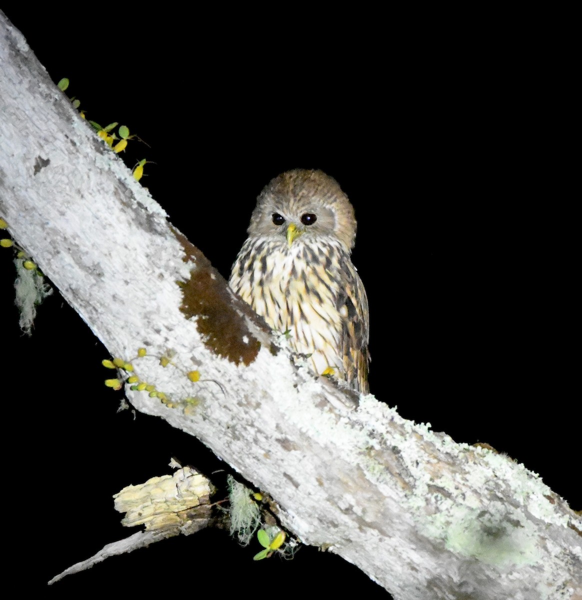 Vermiculated Fishing-Owl - Gabriel Jamie