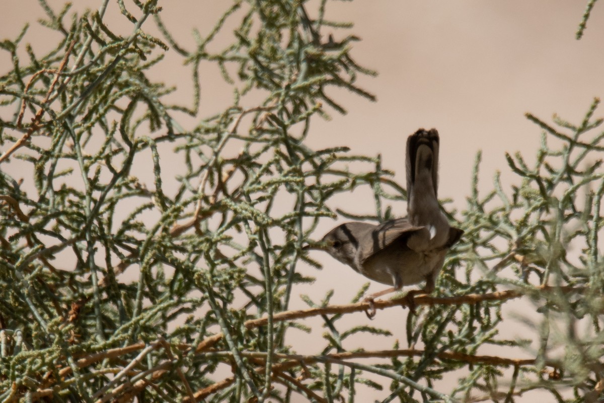 סבכי אשלים - ML611459034