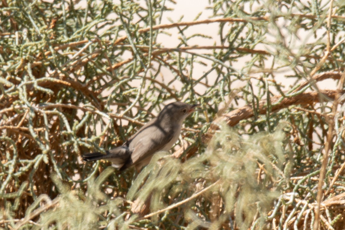 סבכי אשלים - ML611459036