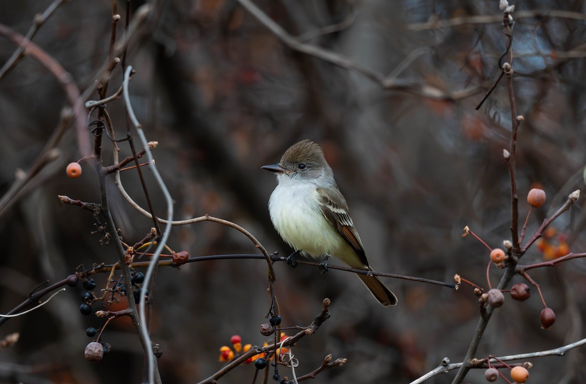 Ash-throated Flycatcher - ML611459062