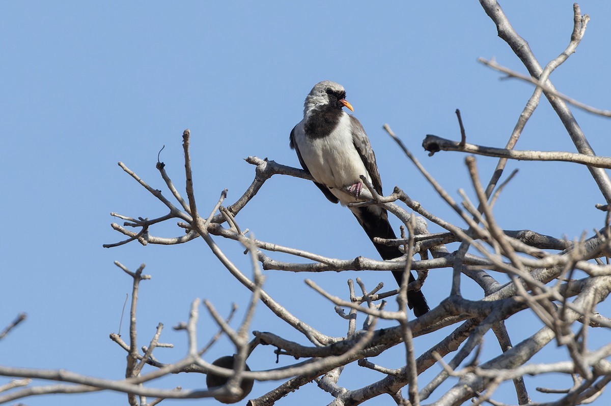 Namaqua Dove - ML611459069