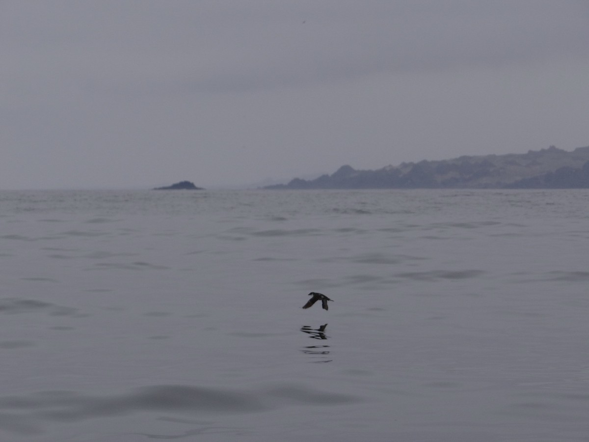 Peruvian Diving-Petrel - Michaela & Klemens Wernisch