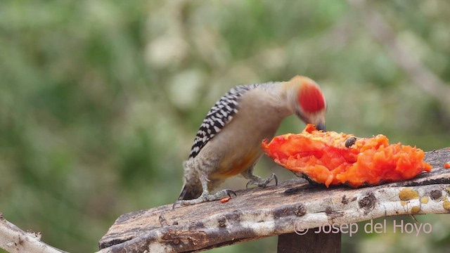 Red-crowned Woodpecker - ML611459144