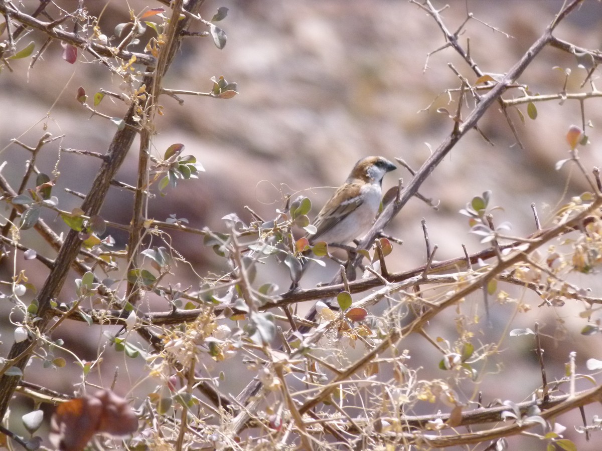 Great Rufous Sparrow - Guy RUFRAY