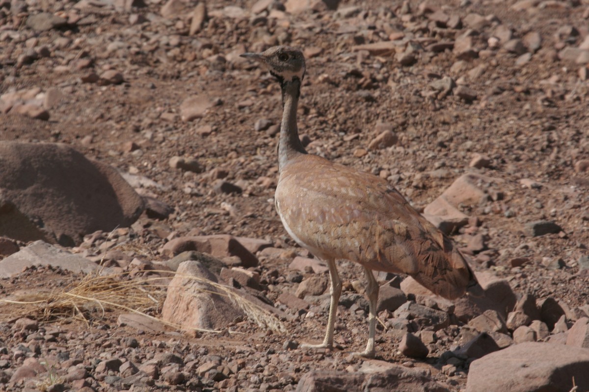 Rüppell's Bustard - ML611459291