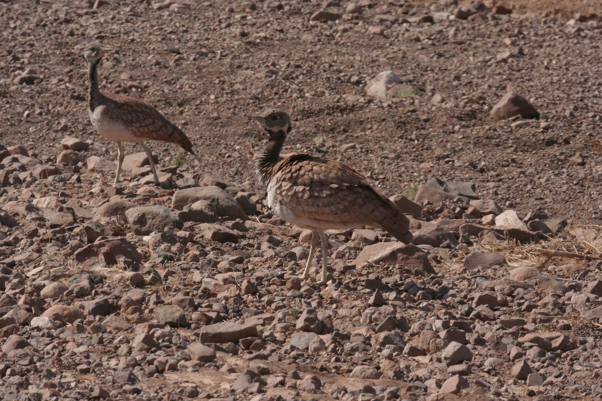 Rüppell's Bustard - ML611459294