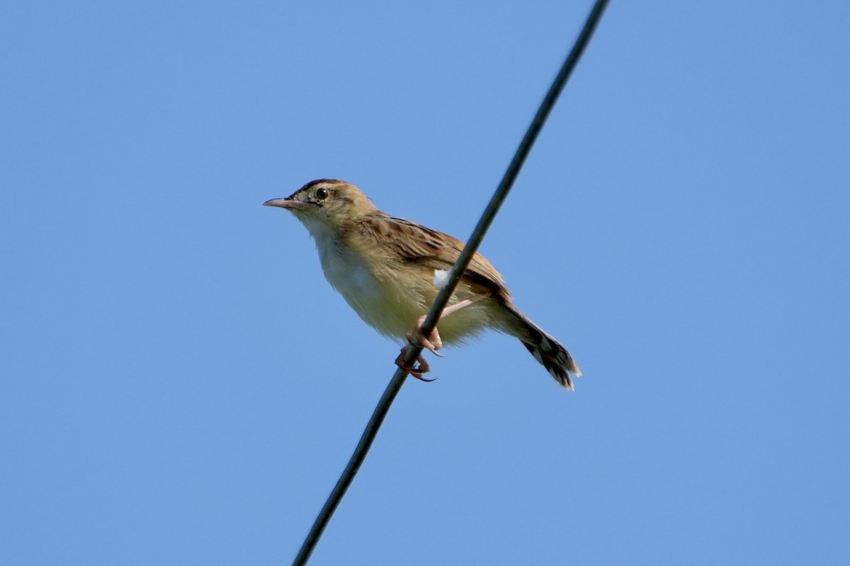 Zitting Cisticola - John Russell