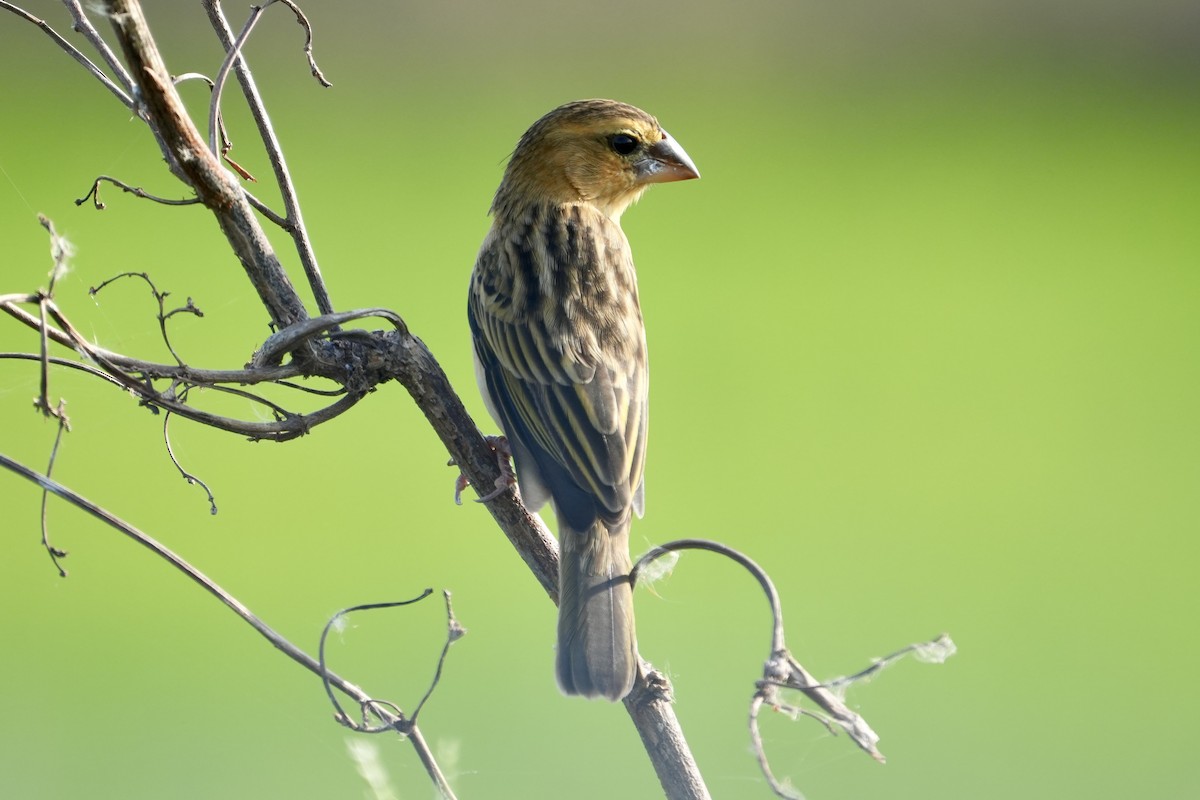 Baya Weaver - ML611459360